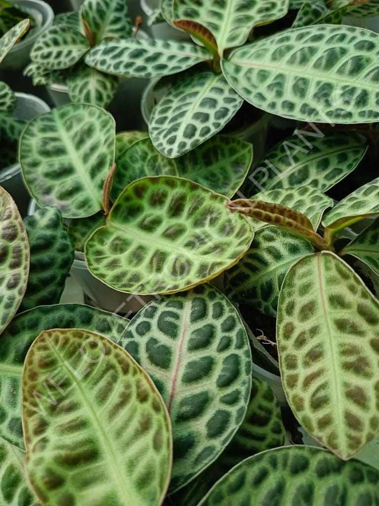 Ardisia sp. Turtle back