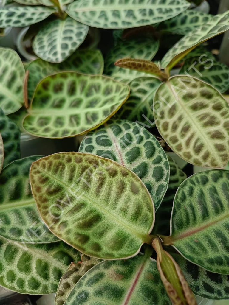 Ardisia sp. Turtle back