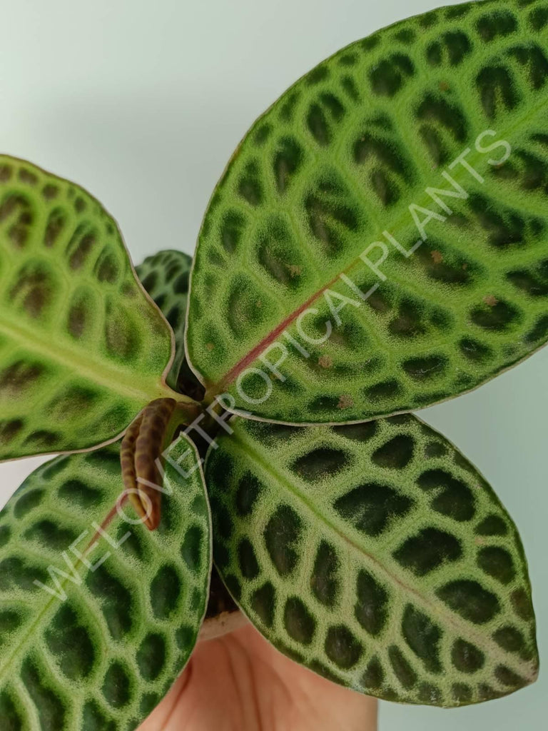 Ardisia sp. Turtle back