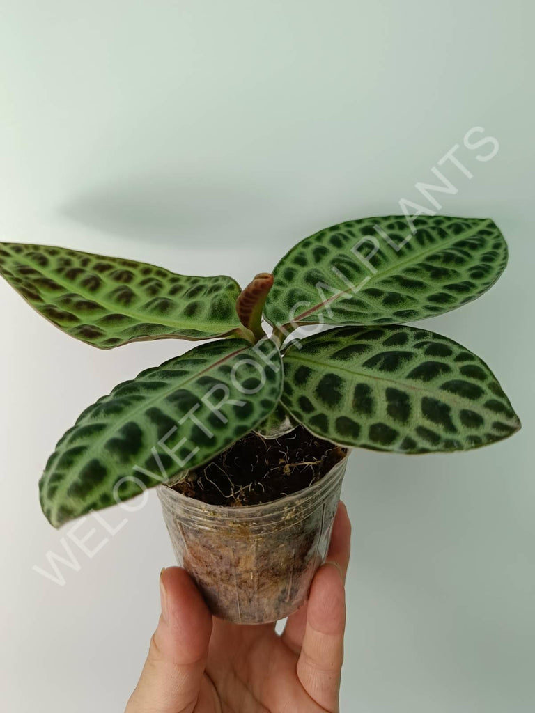 Ardisia sp. Turtle back