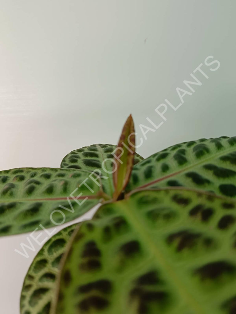 Ardisia sp. Turtle back