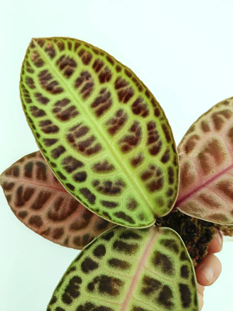 Ardisia sp. turtle back 