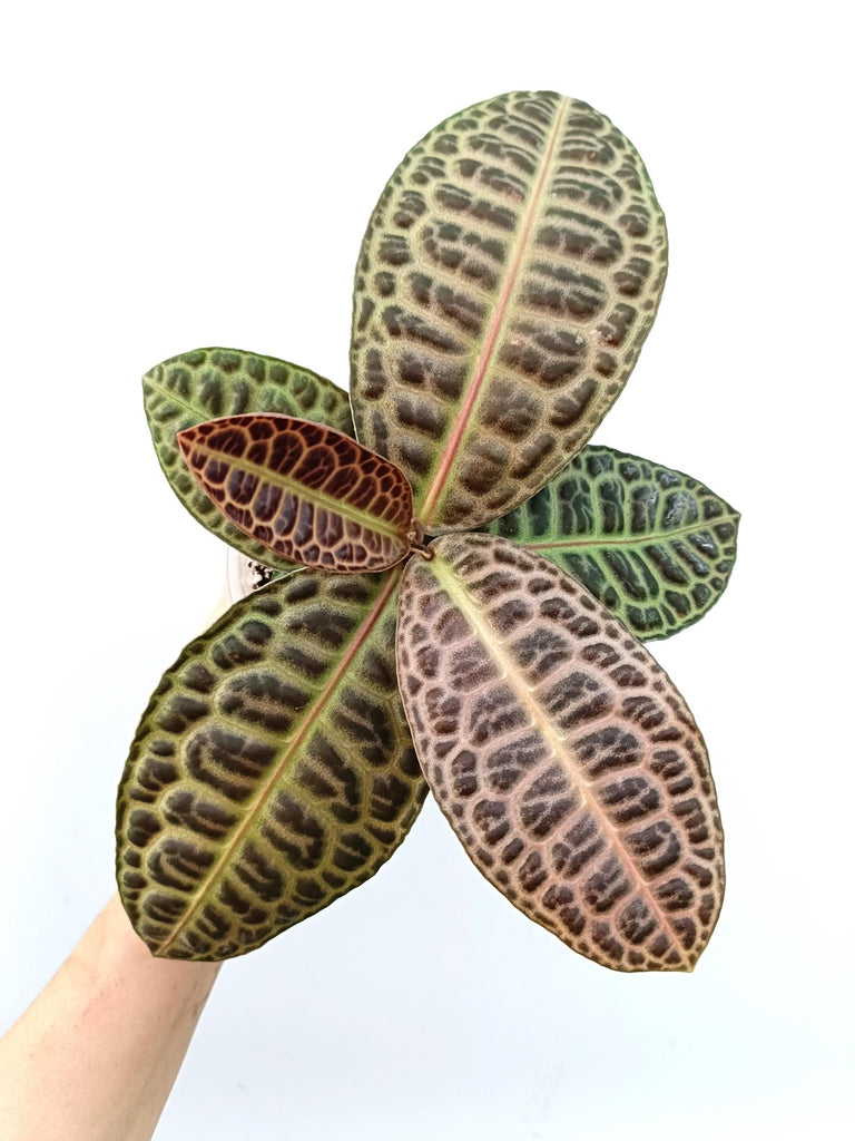 Ardisia sp. Turtle back