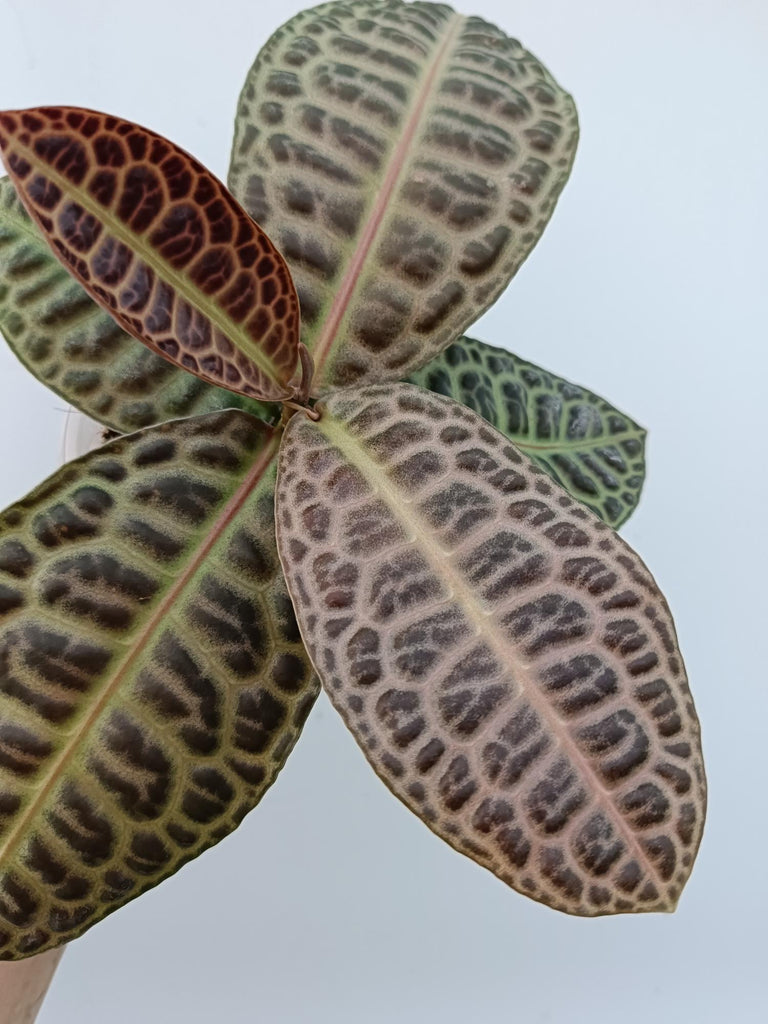 Ardisia sp. Turtle back