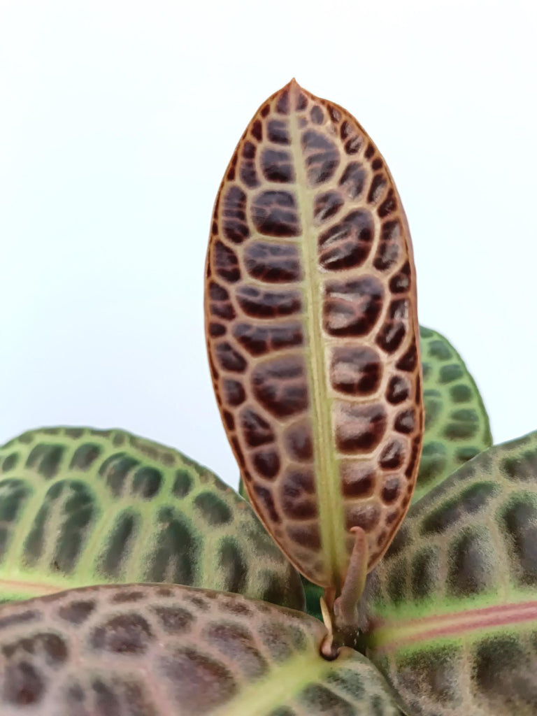 Ardisia sp. Turtle back