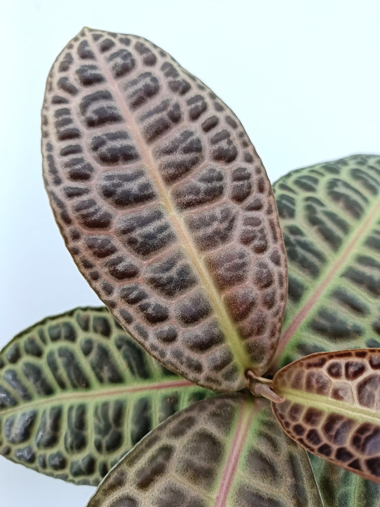 Ardisia sp. Turtle back