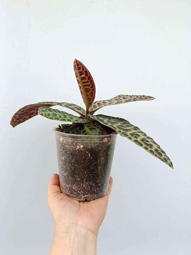 Ardisia sp. Turtle back