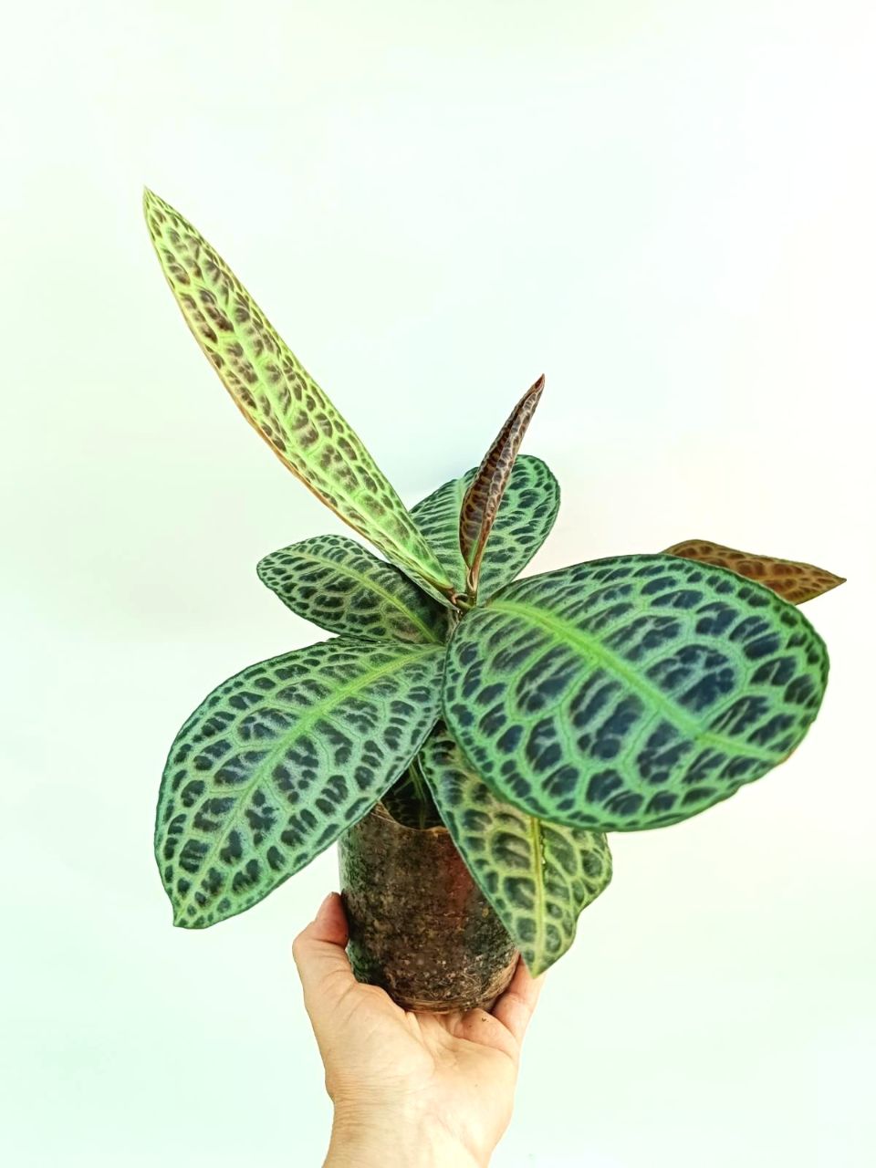 turtle back succulent Ardisia sp. Turtle back – Healthy Plant in 12cm Pot for Your Collection