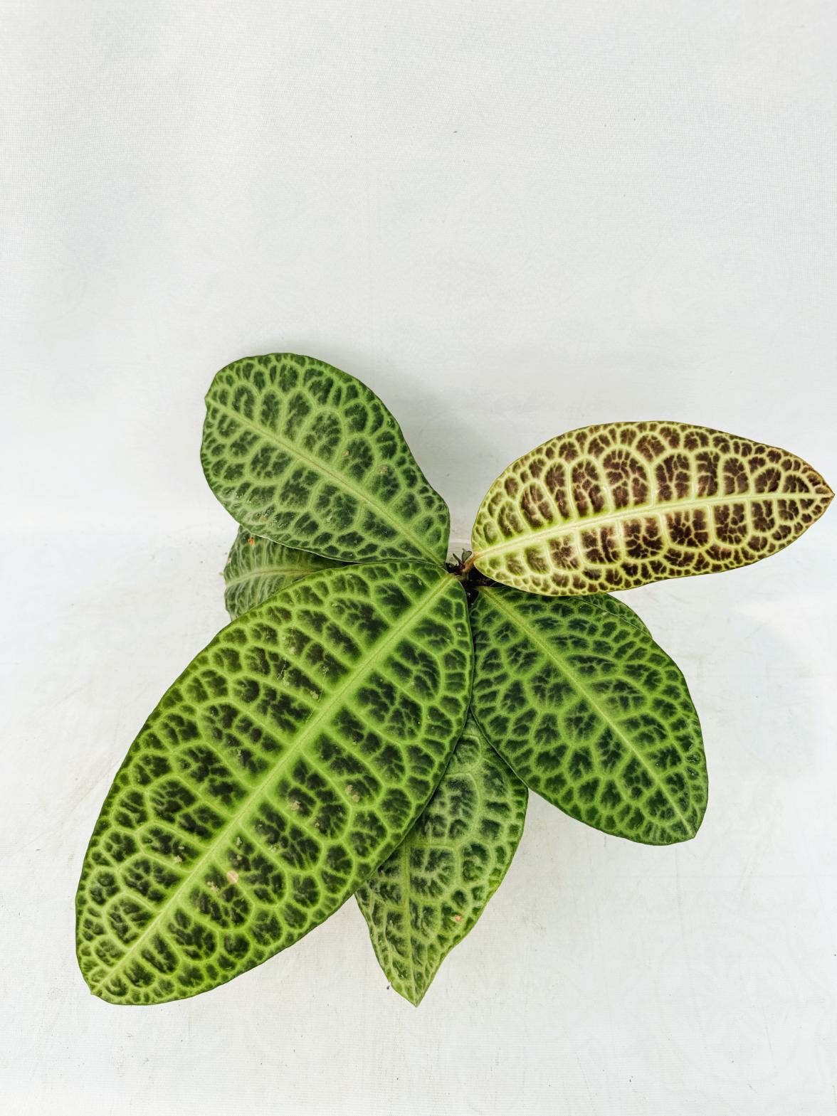 Ardisia sp. Turtle back XL