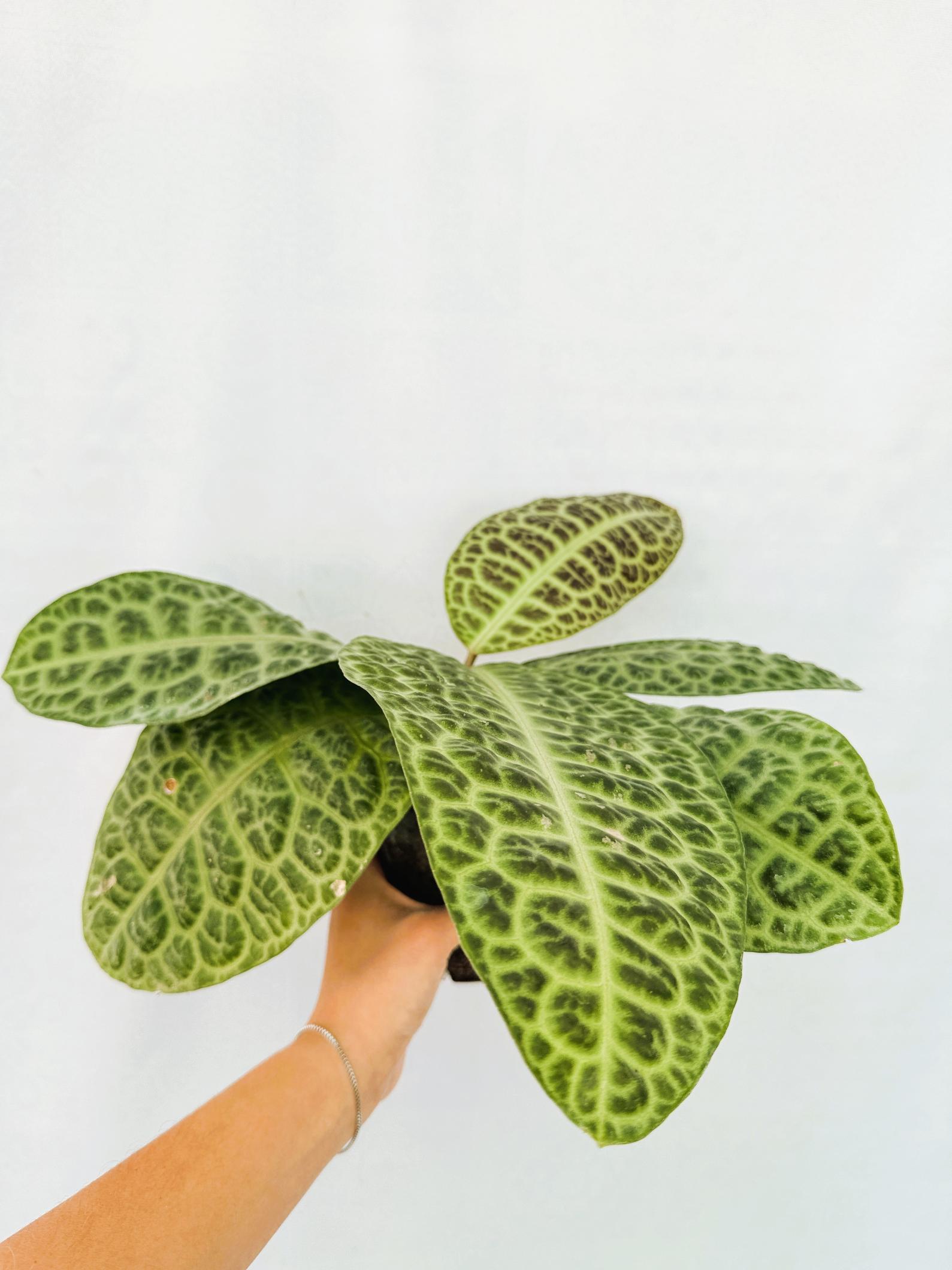 Ardisia sp. Turtle back XL