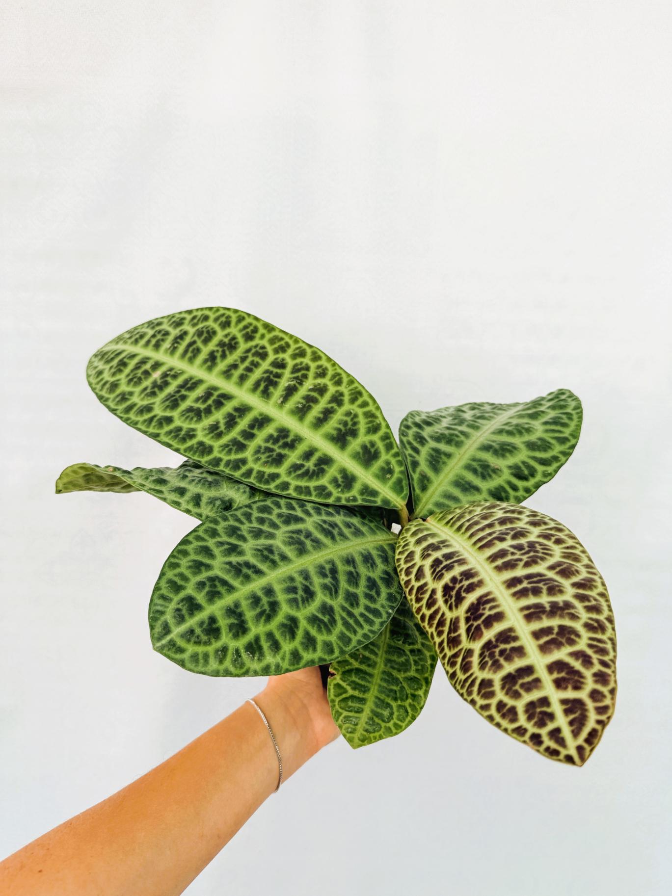 Ardisia sp. Turtle back XL