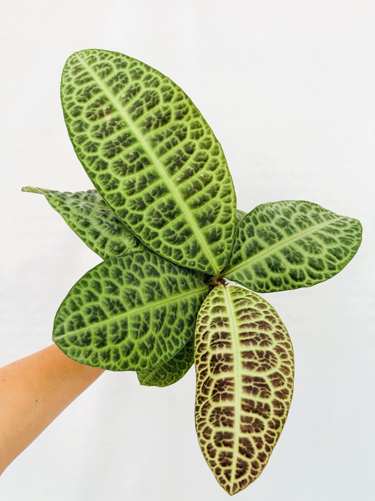 Ardisia sp. Turtle back XL