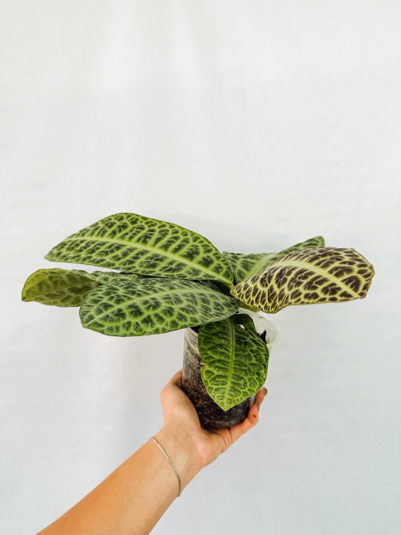 Ardisia sp. Turtle back XL