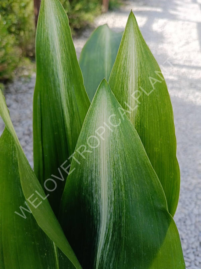 Aspidistra elatior asahi