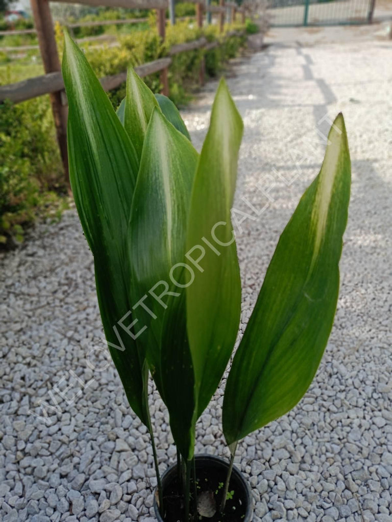 Aspidistra elatior asahi