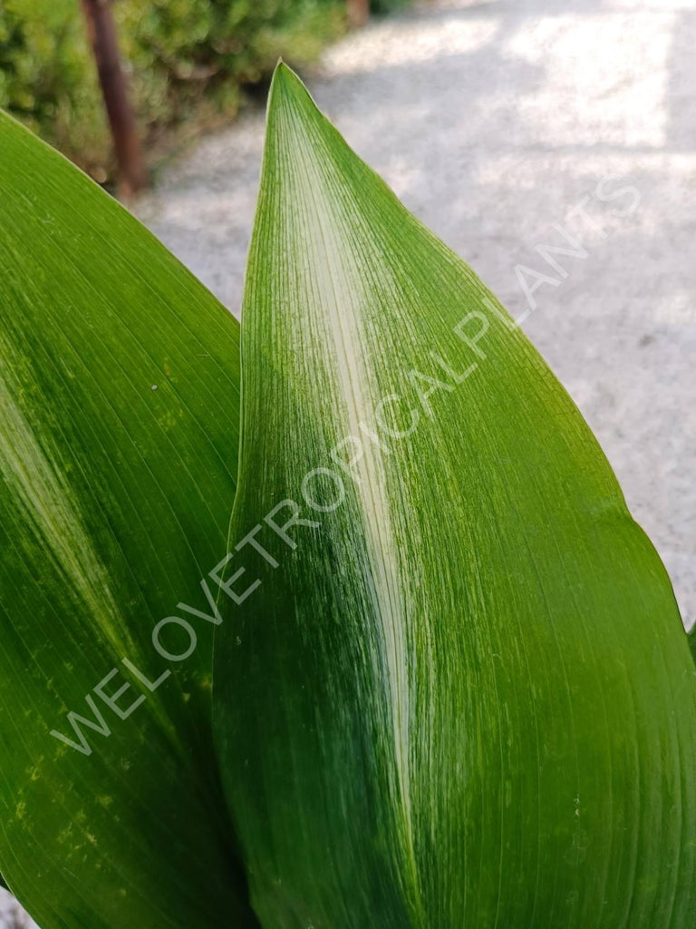 Aspidistra elatior asahi