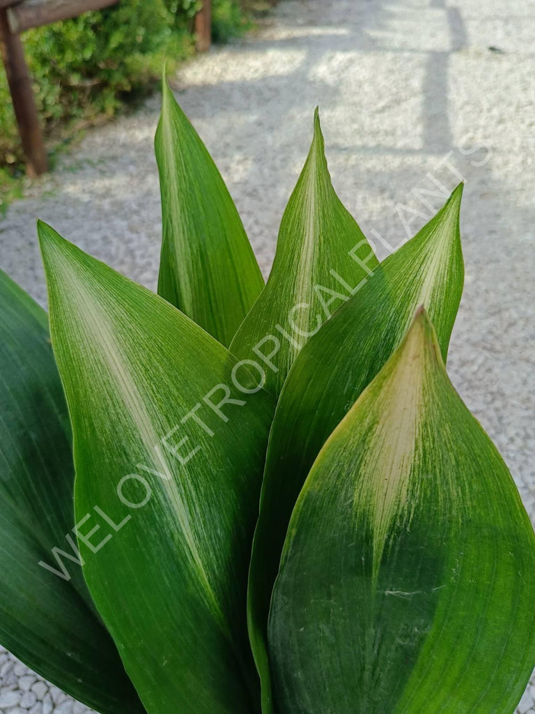 Aspidistra elatior asahi