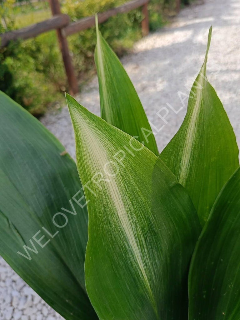 Aspidistra elatior asahi