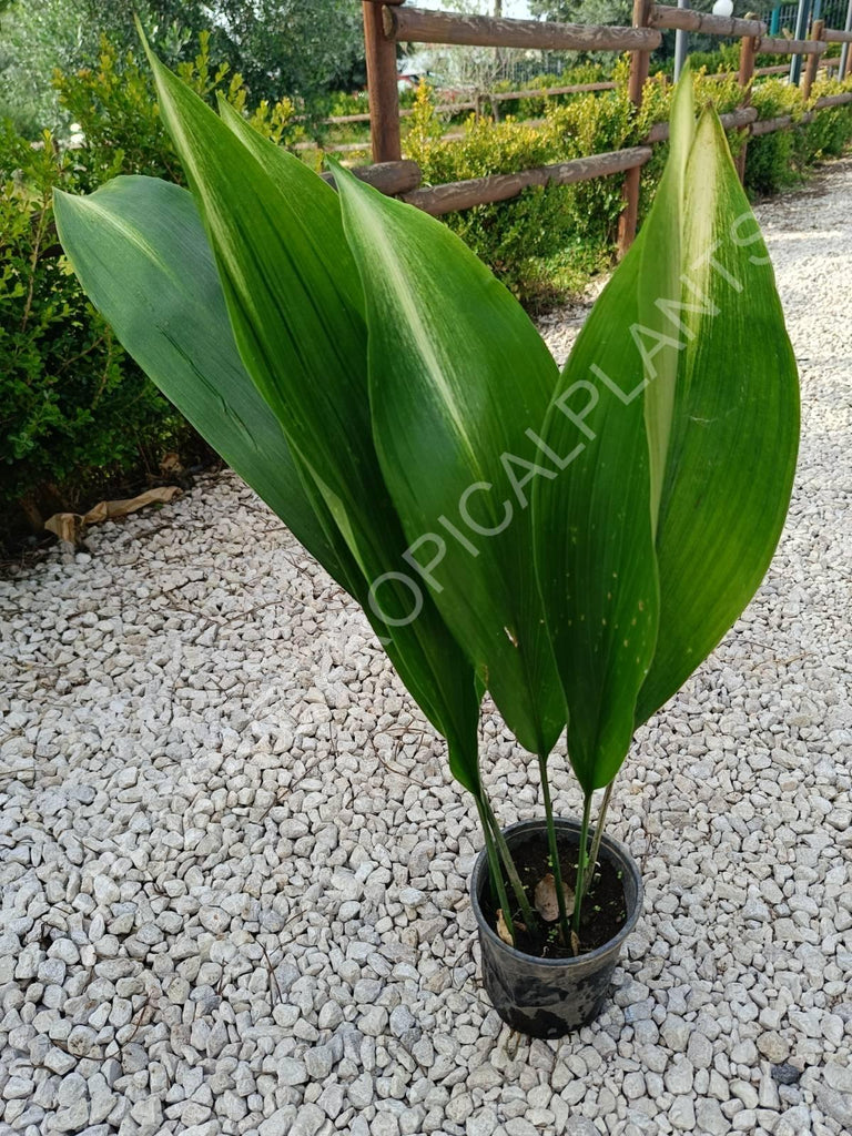 Aspidistra elatior asahi