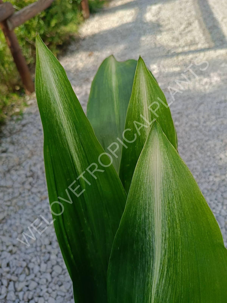 Aspidistra elatior asahi