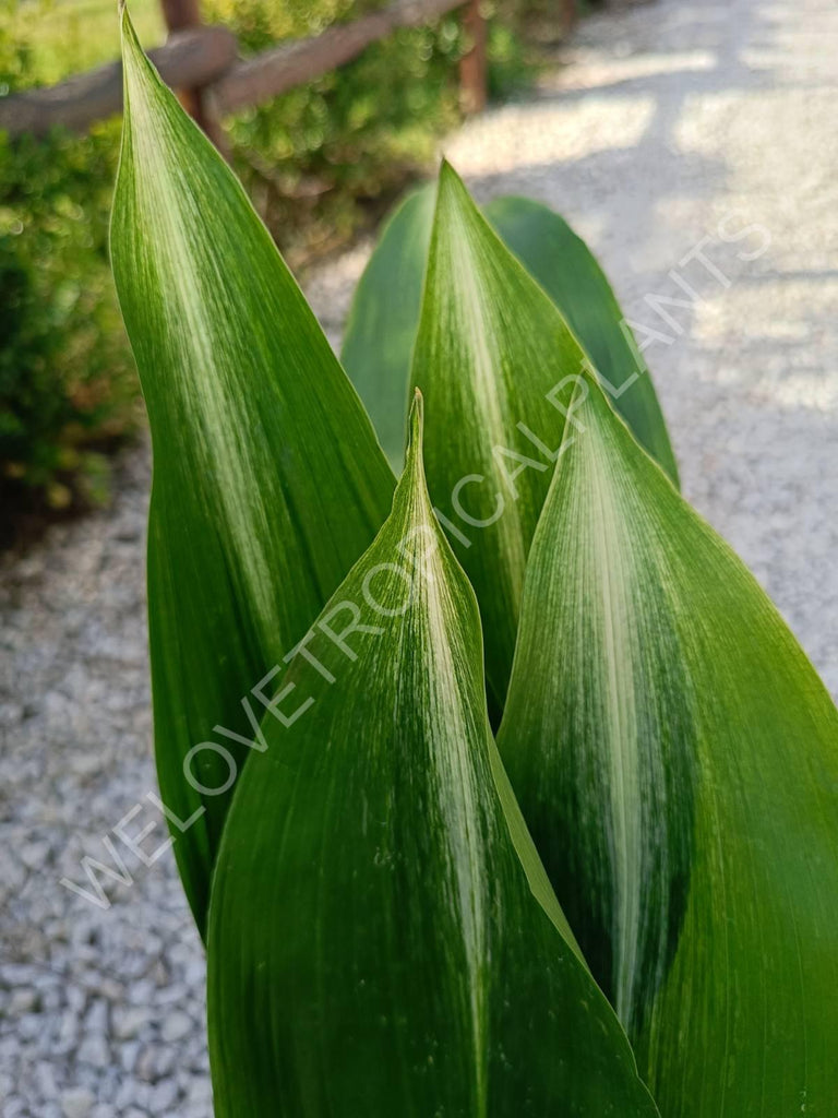 Aspidistra elatior asahi