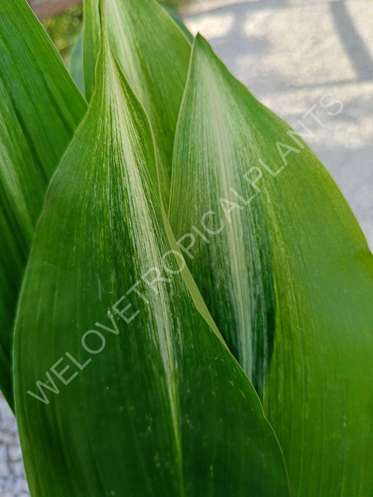 Aspidistra elatior asahi