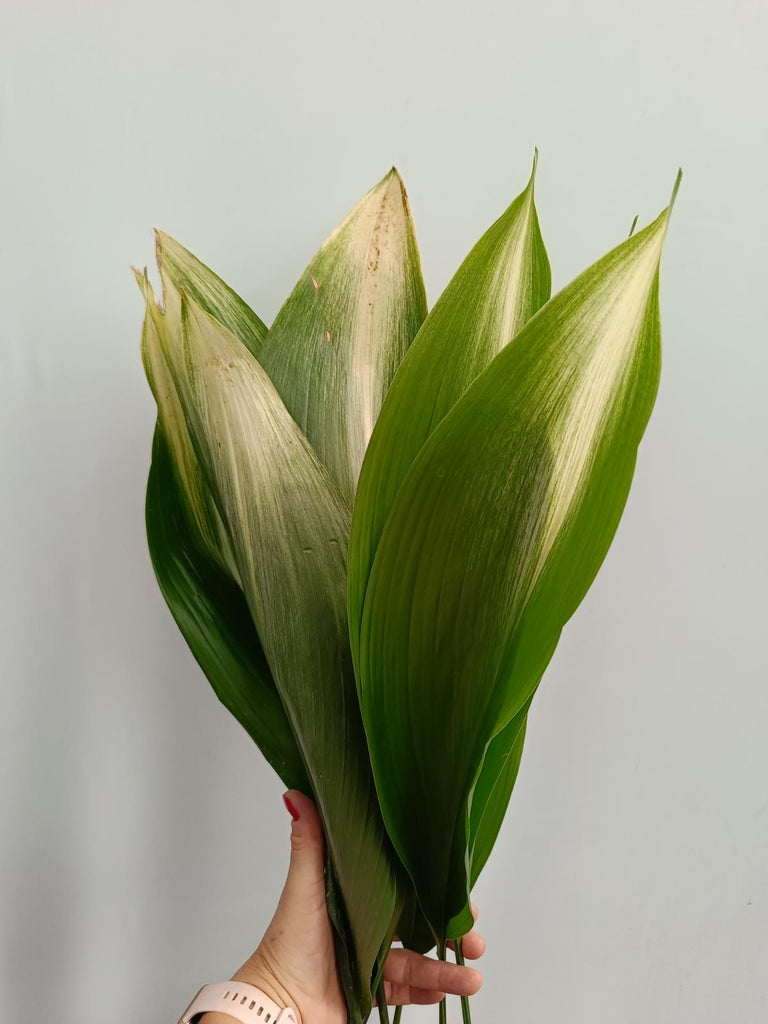 Aspidistra asahi