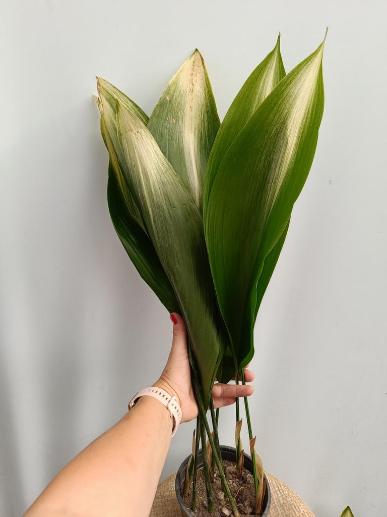 Aspidistra asahi