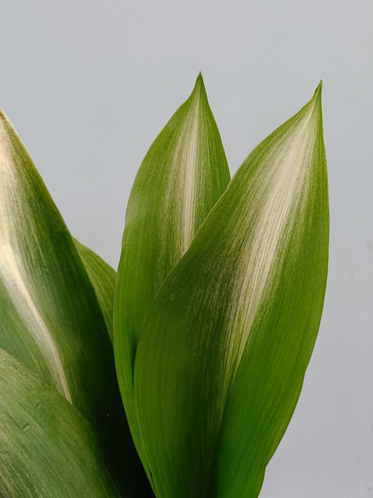 Aspidistra asahi