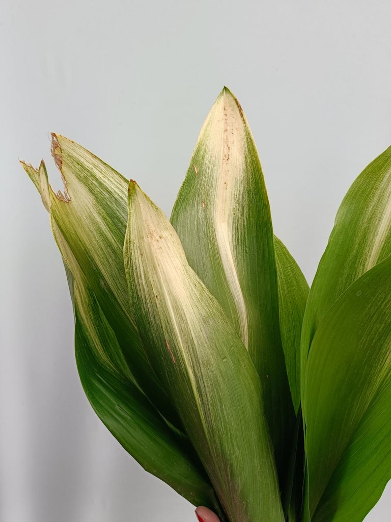 Aspidistra asahi