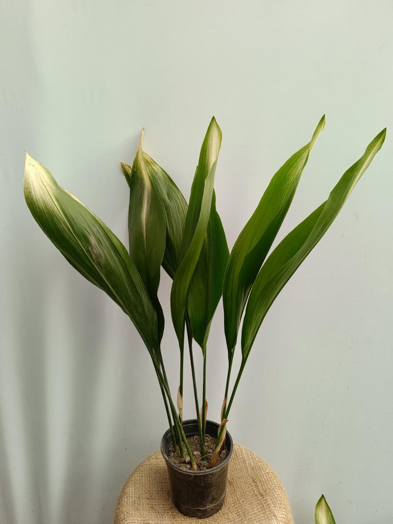 Aspidistra asahi