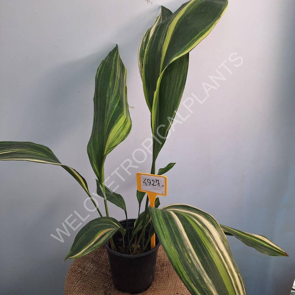 Aspidistra elatior variegata