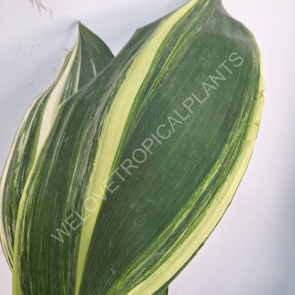 Aspidistra elatior variegata