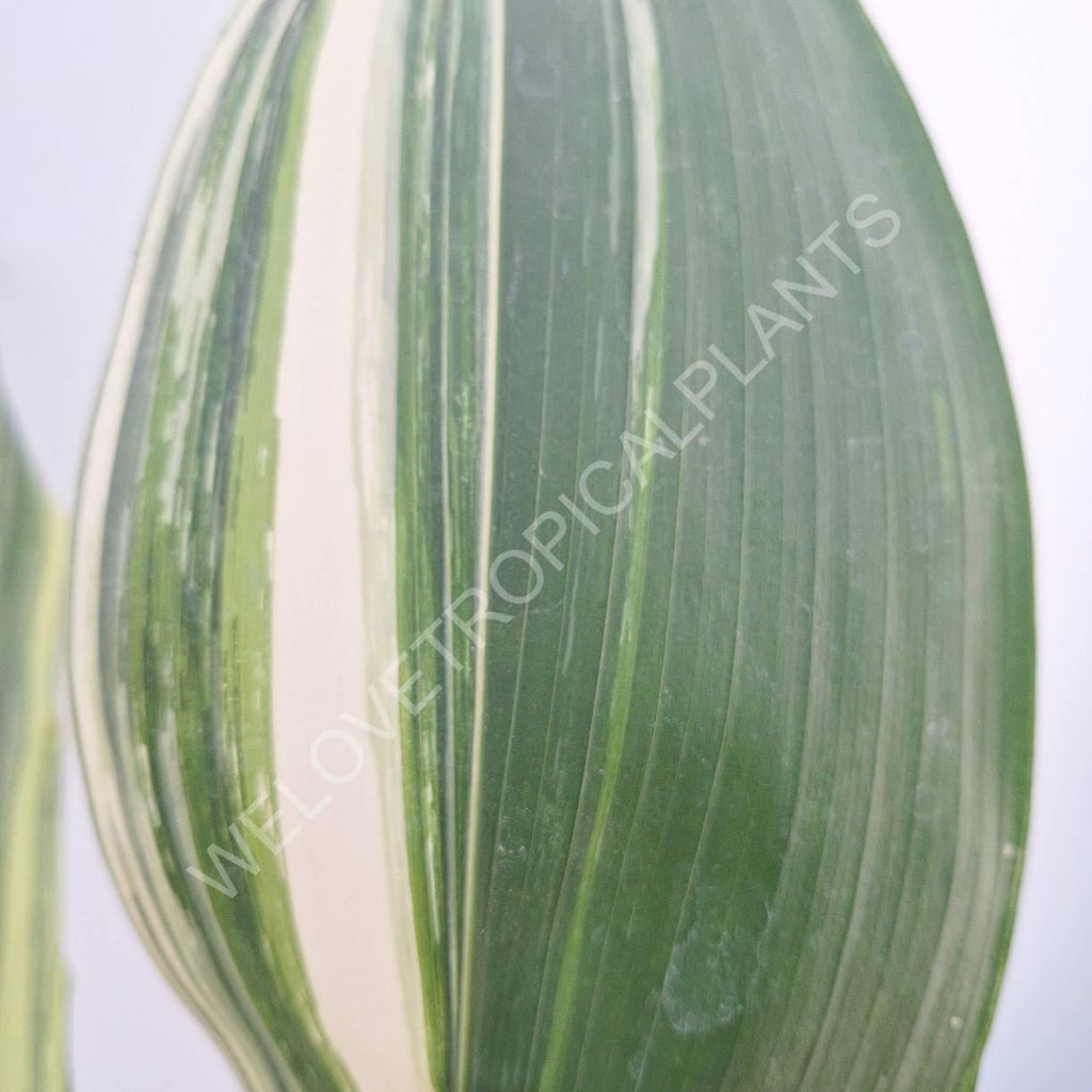 Aspidistra elatior variegata