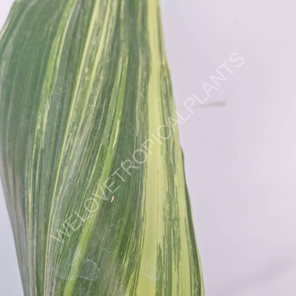 Aspidistra elatior variegata