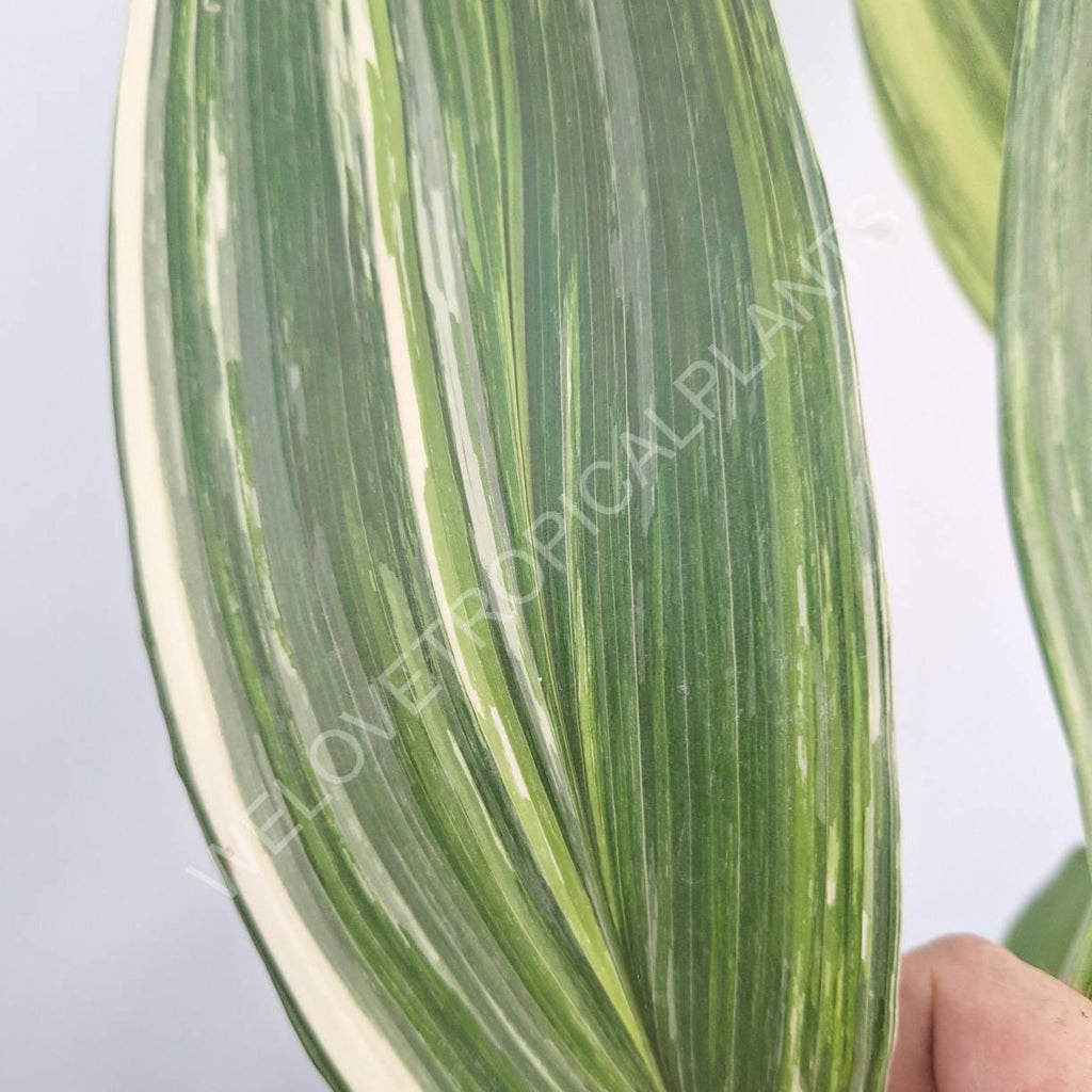 Aspidistra elatior variegata