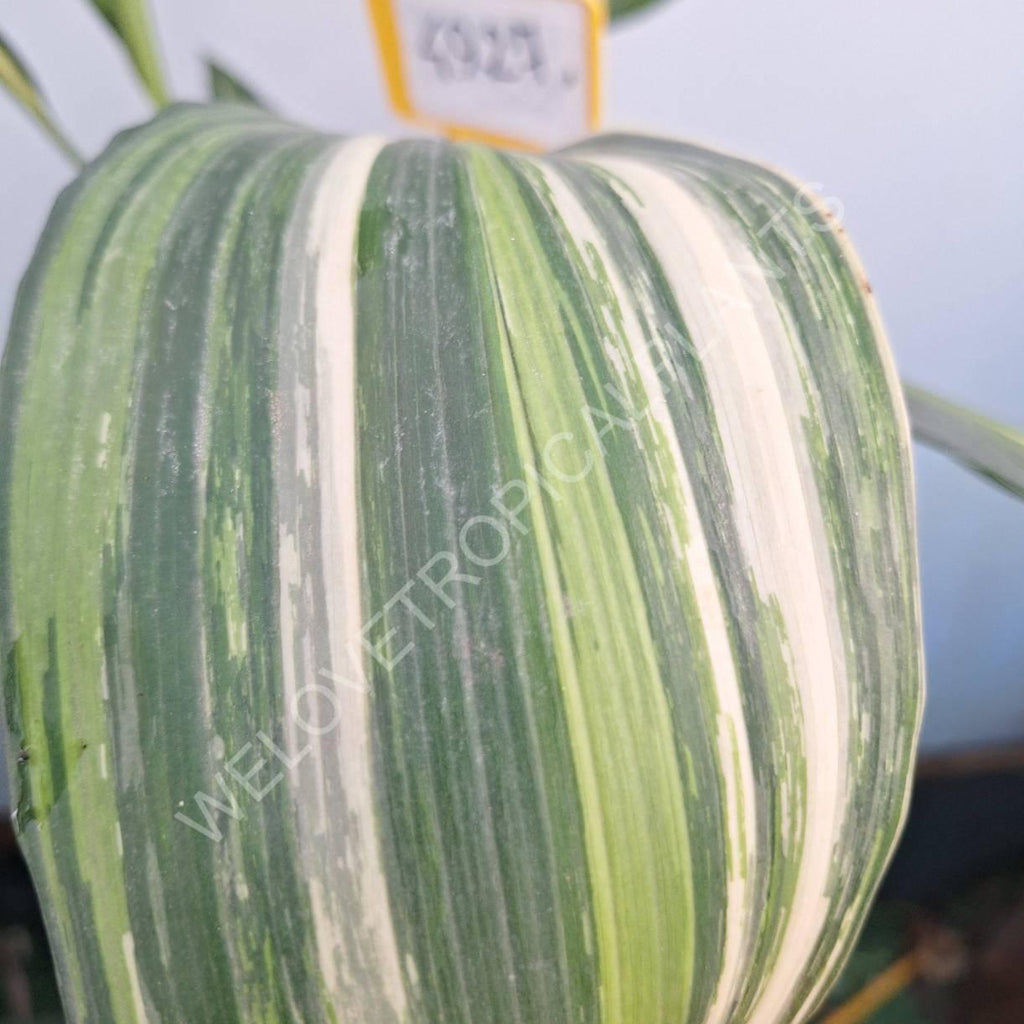 Aspidistra elatior variegata