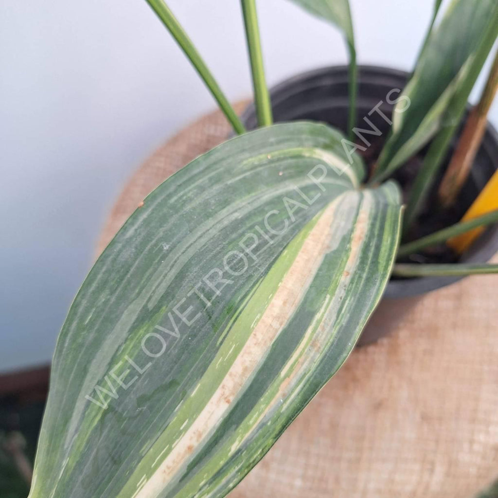 Aspidistra elatior variegata