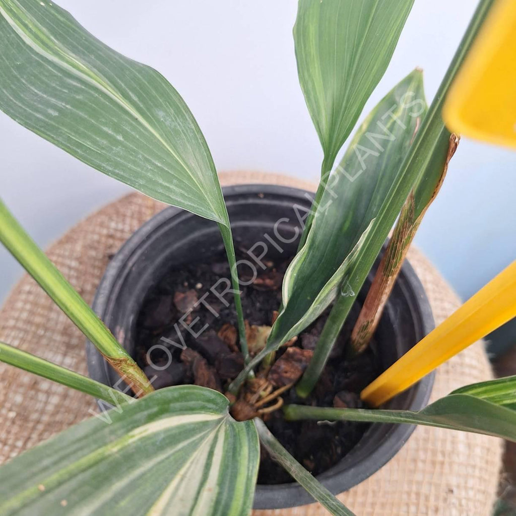 Aspidistra elatior variegata