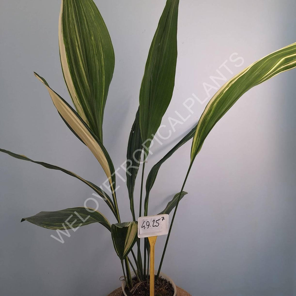 Aspidistra elatior variegata