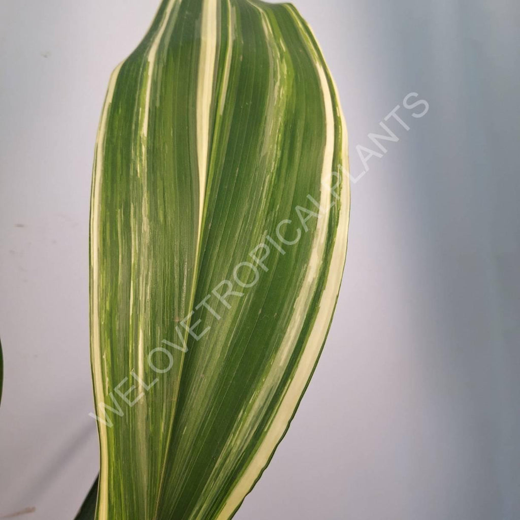 Aspidistra elatior variegata