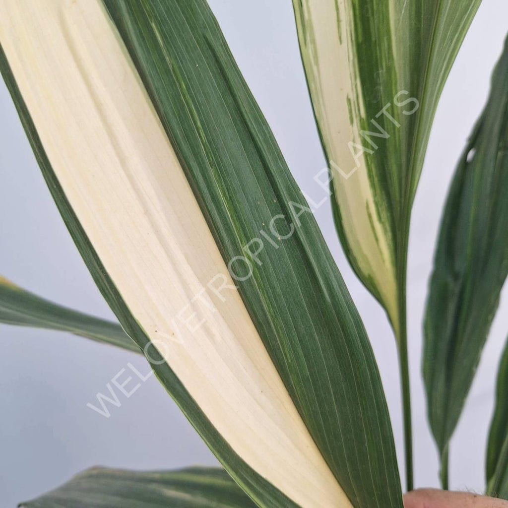 Aspidistra elatior variegata