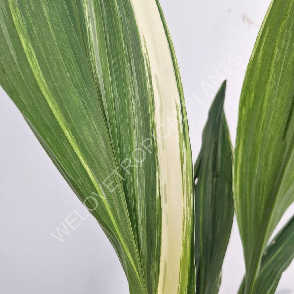 Aspidistra elatior variegata