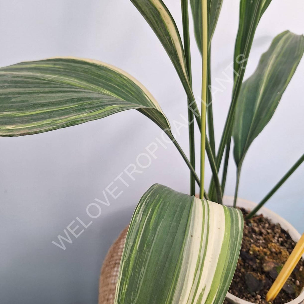 Aspidistra elatior variegata