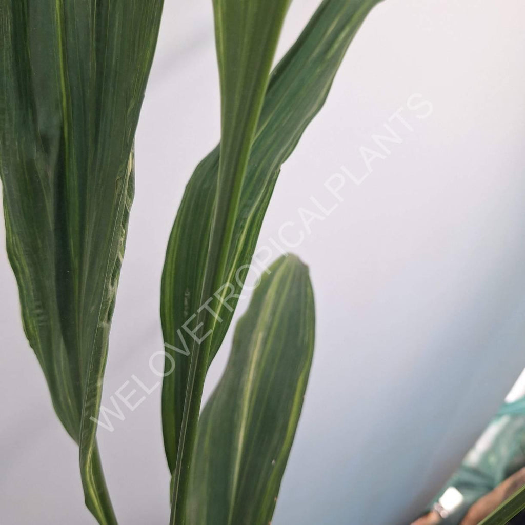 Aspidistra elatior variegata