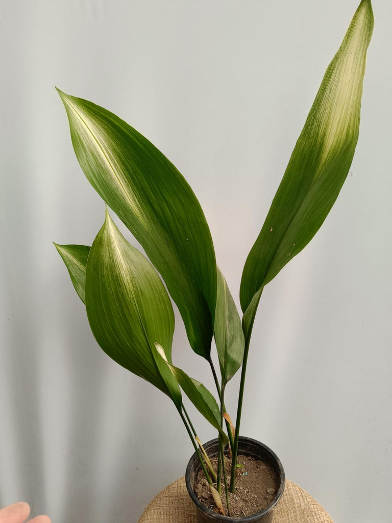 Aspidistra elatior asahi