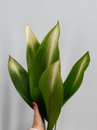 Aspidistra elatior asahi