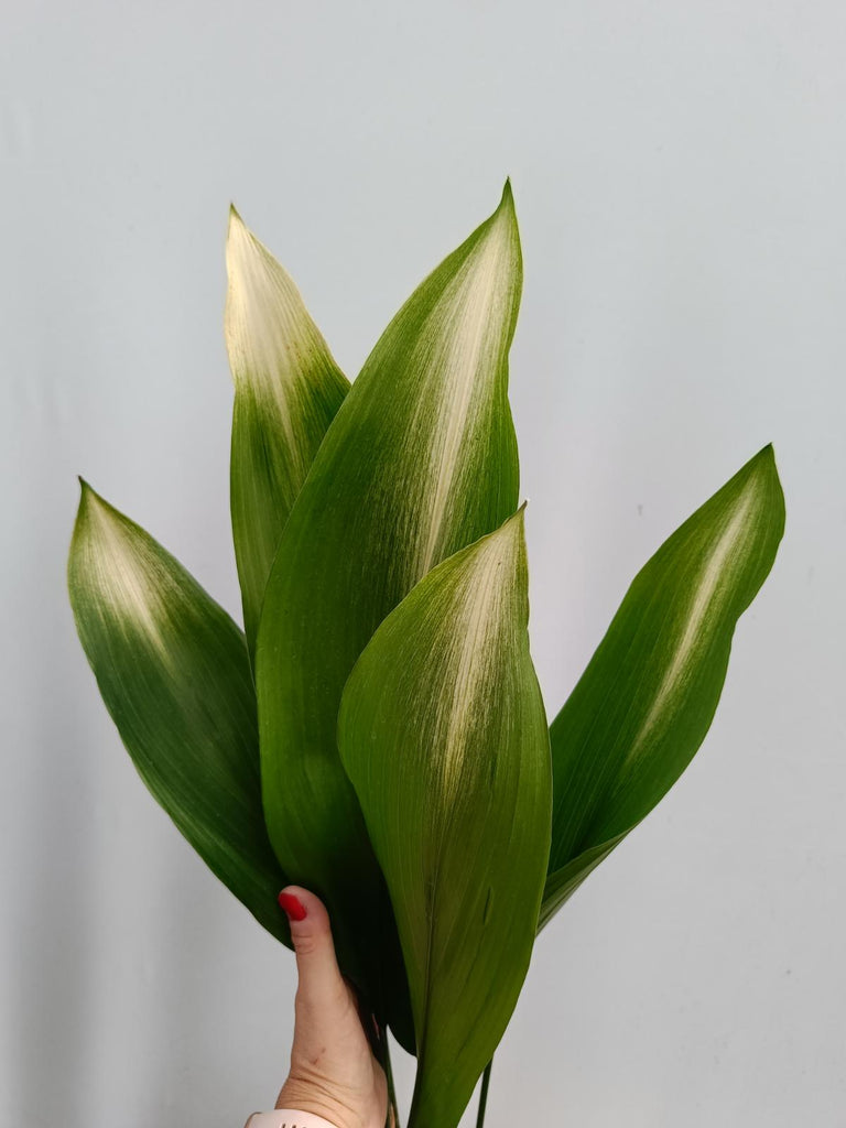 Aspidistra elatior asahi