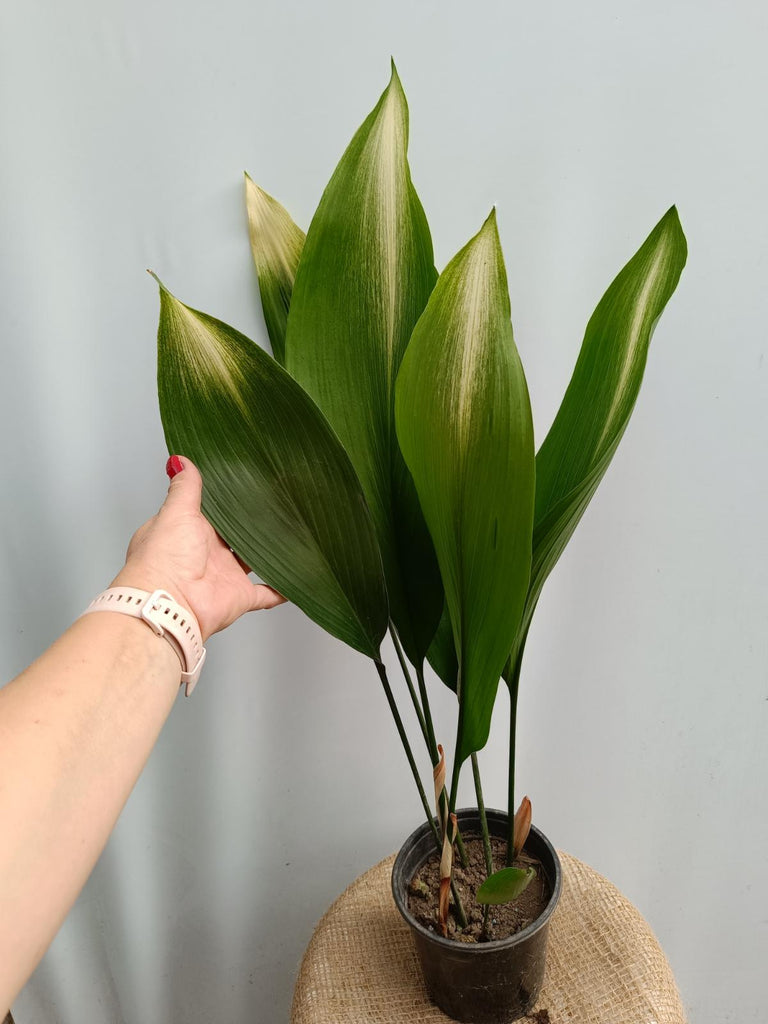 Aspidistra elatior asahi