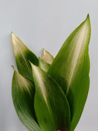 Aspidistra elatior asahi